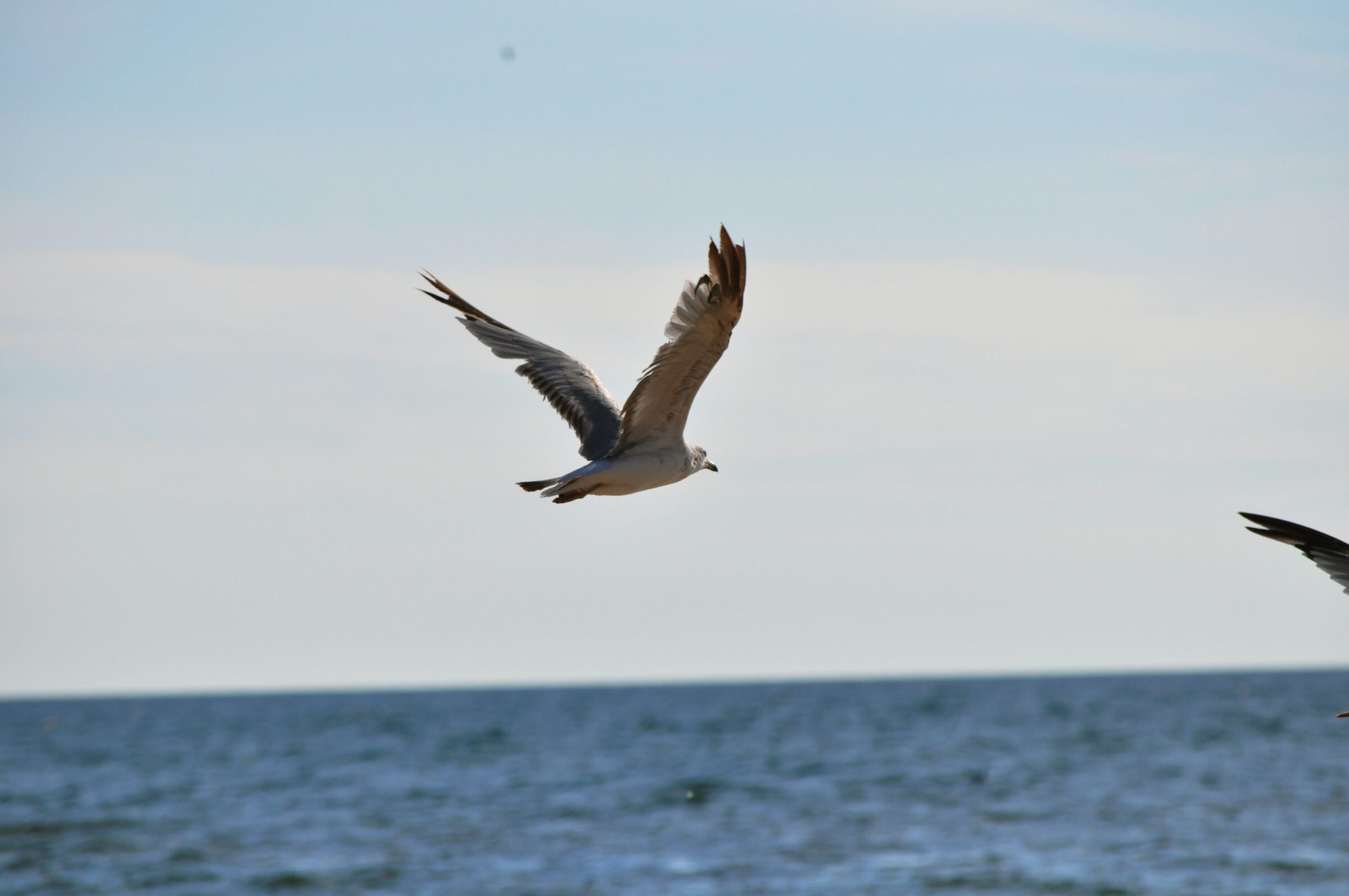 Gull over open water