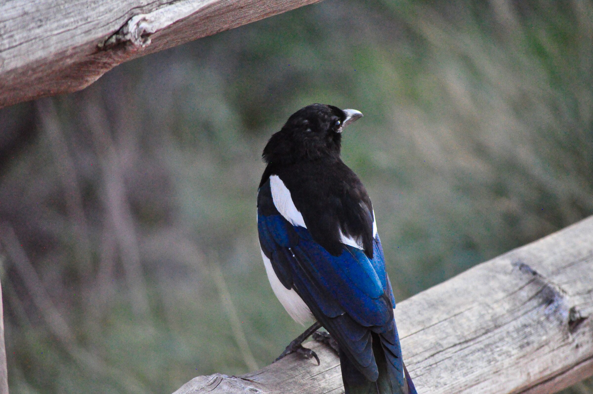 Magpie on the rail
