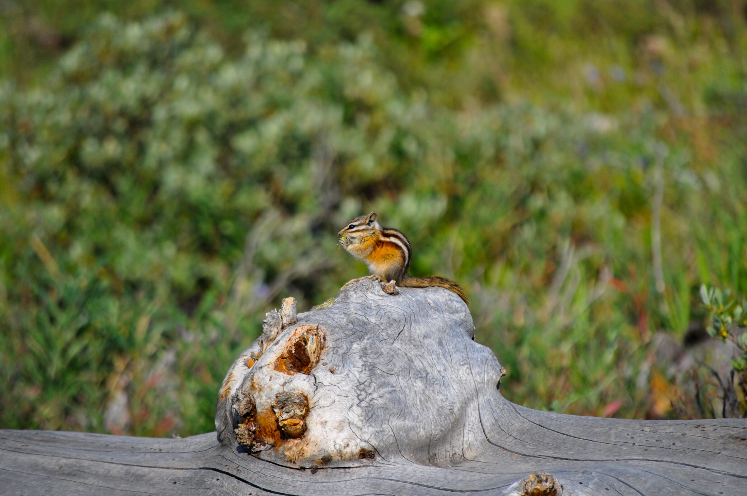 Chipmunk on a stump