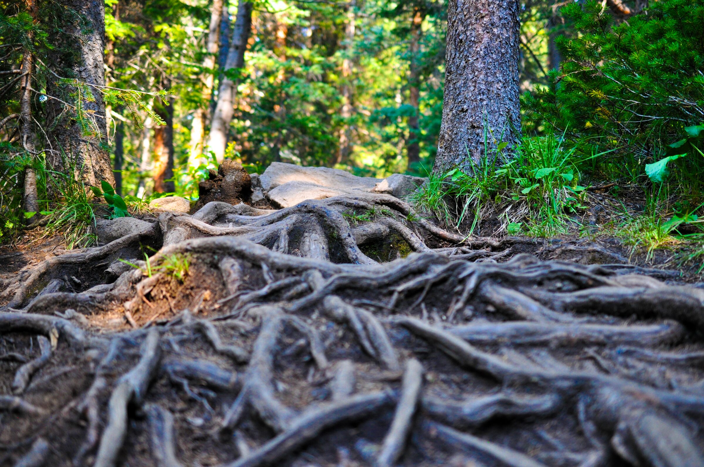Roots on the trail